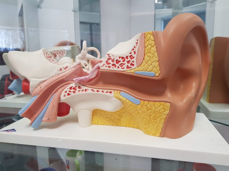 Ear figure